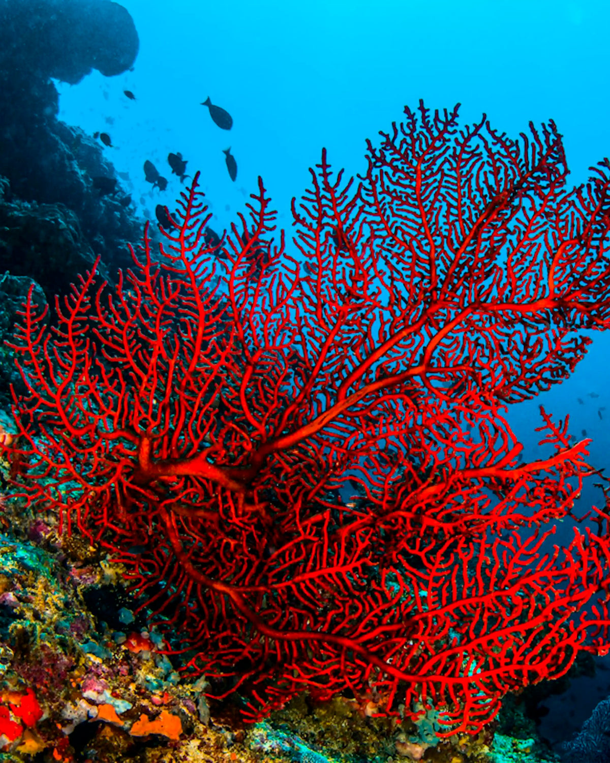 Natural red coral from Sardinia